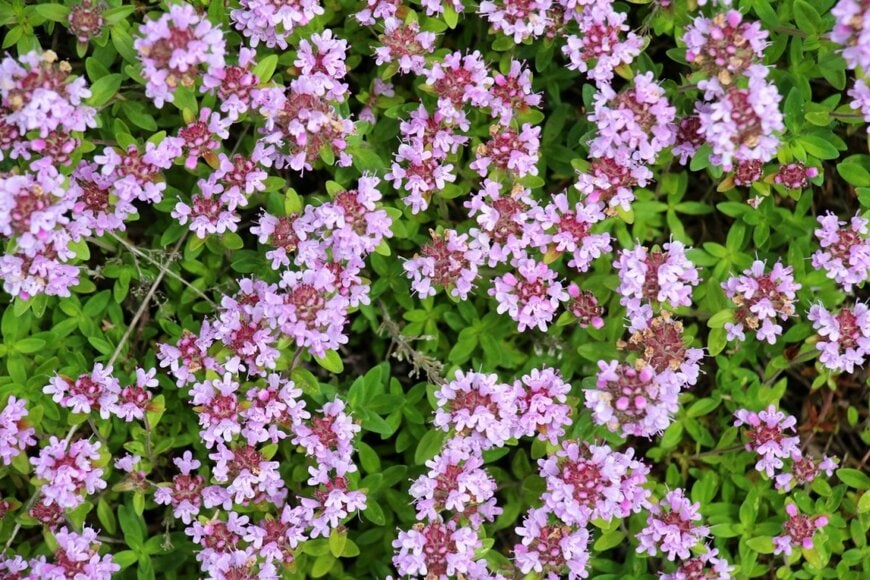 Orest lyzhechka/shutterstock.com