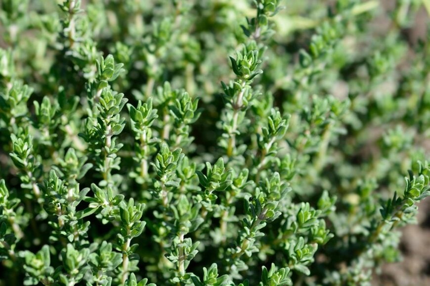 タイム　　　Nahhana/shutterstock.com