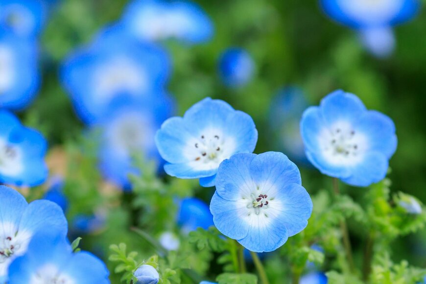 Nobby Iwata/Shutterstock.com