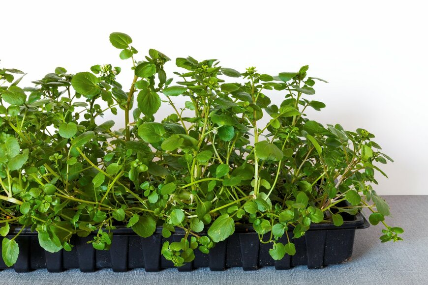 Fotema/Shutterstock.com