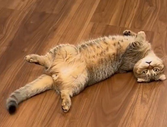 出所：@ponpokopontanu