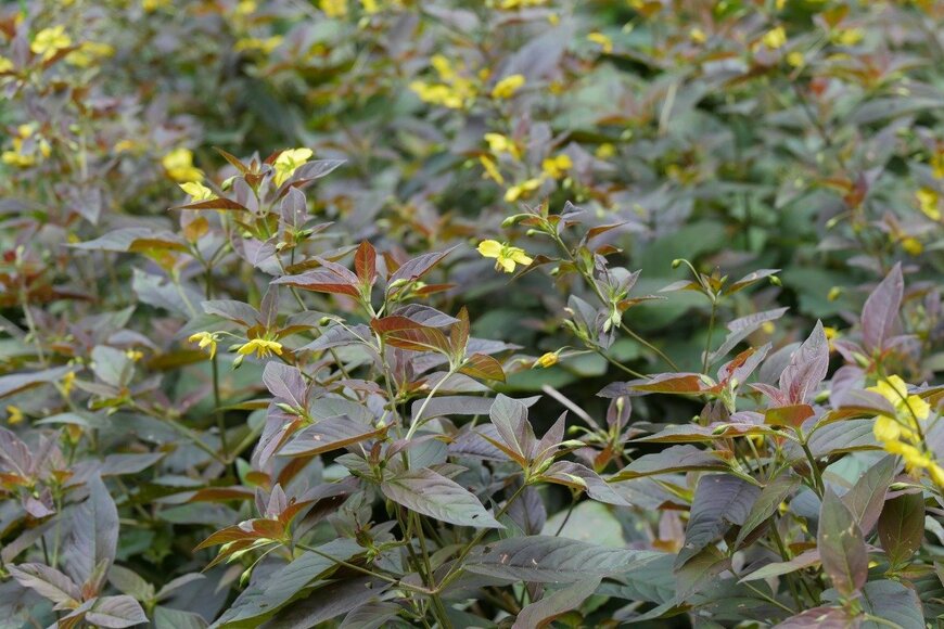 IsabelleMorand/istockphoto.com