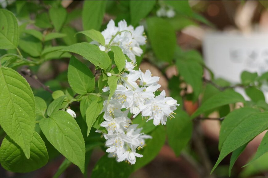 Honki Kumanyan/Shutterstock.com