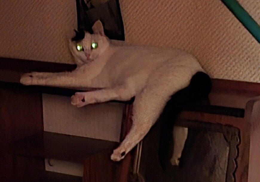 「全部違う日に撮った」猫の写真　まさかの事実に思わずホッコリ