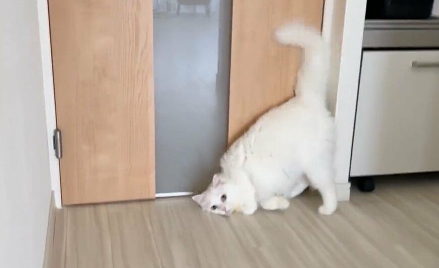 出所：@meltube_cat