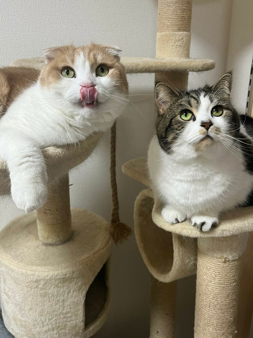 出所：@torotolo106106