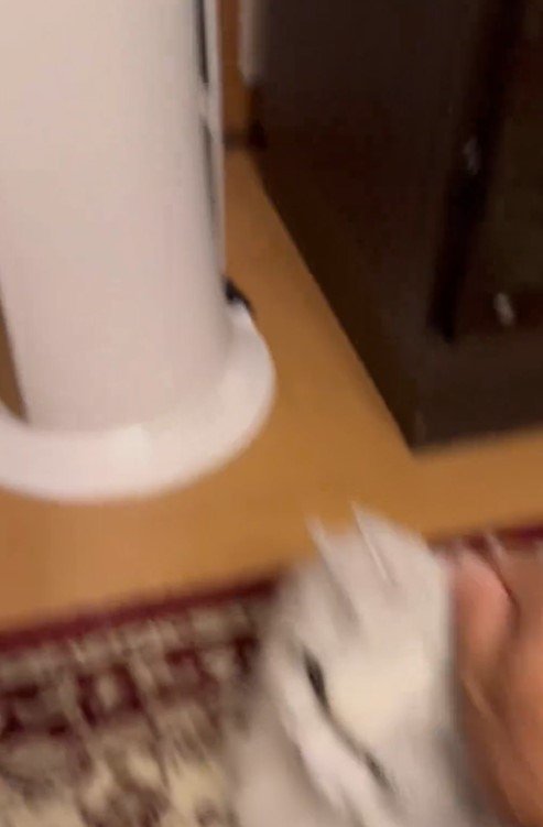 出所：@NEKOLAND13