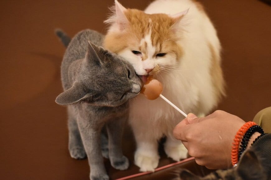 THMEYA/shutterstock.com