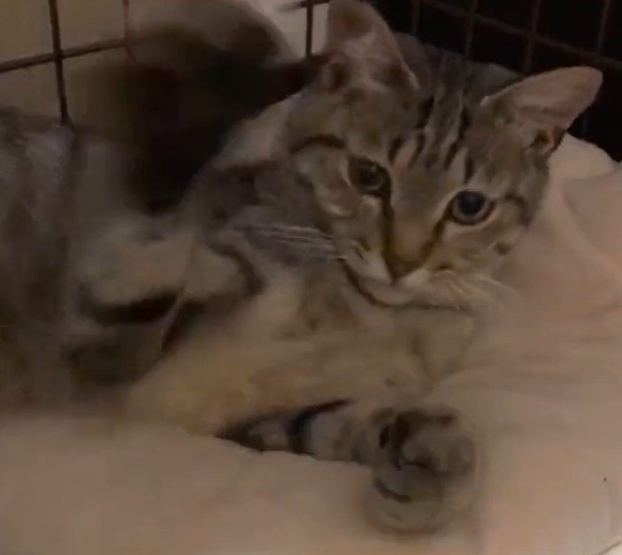 出所：@mero627puri914