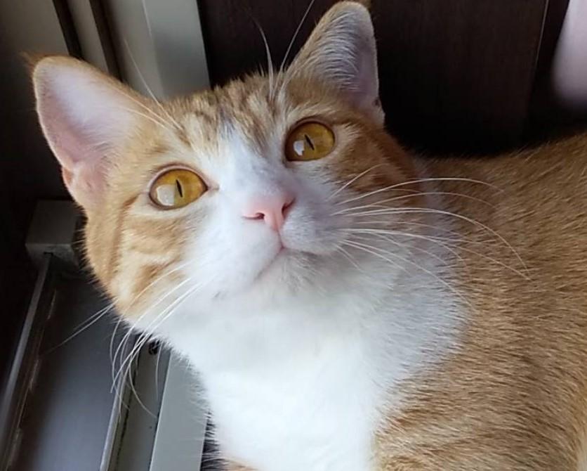 出所：@mero627puri914