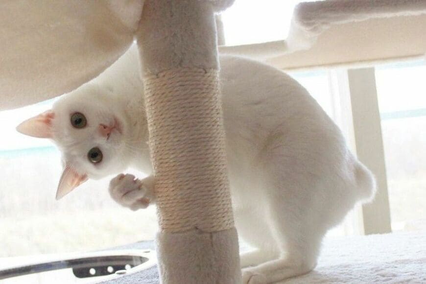 全身で「喜びを表現」をする猫の思わず二度見　人間のようなガッツポーズが話題に