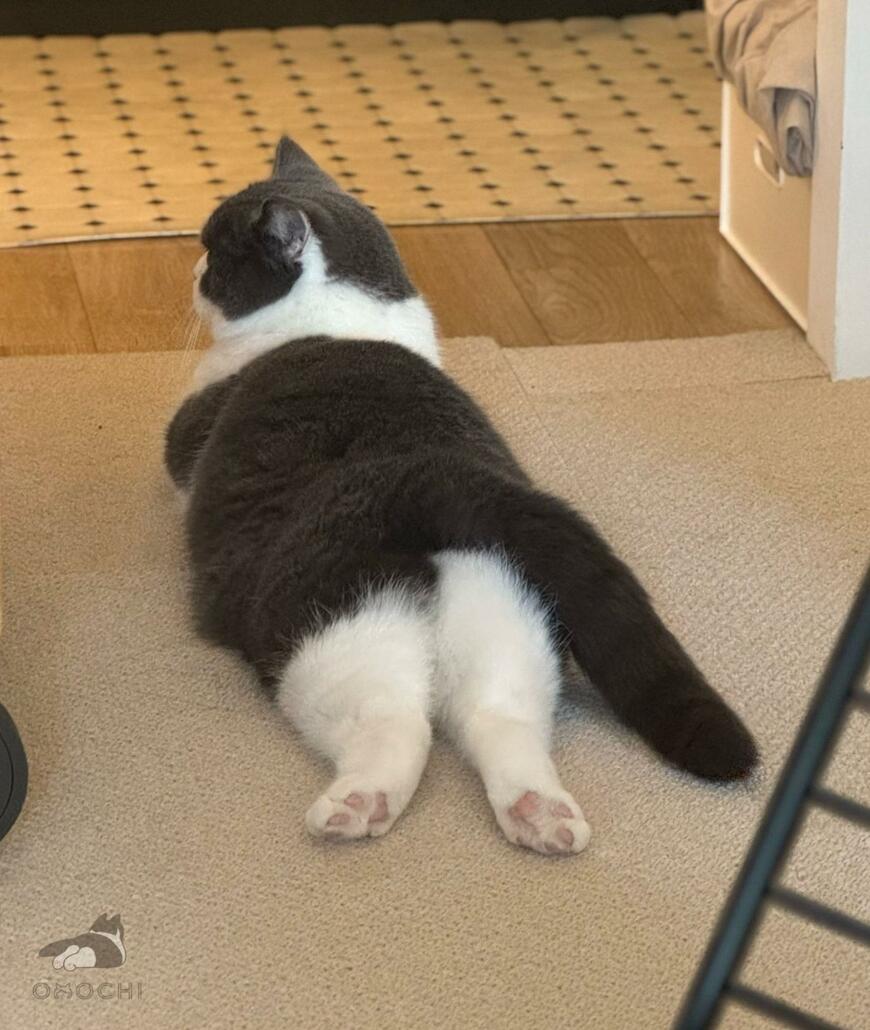 換毛期を迎えた猫さん　まさかのビフォアフに困惑……？