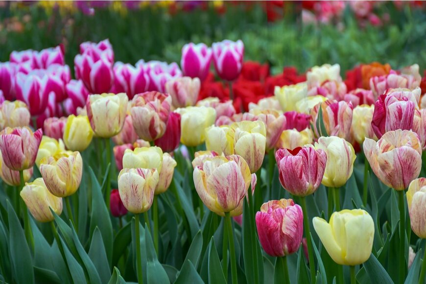 praneem79/shutterstock.com