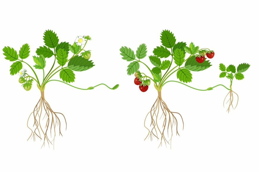 ※イラストはイメージです。 Kazakova Maryia/istockphoto.com