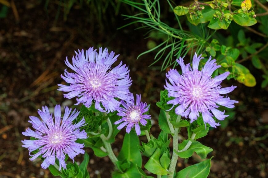 billysfam/shutterstock.com