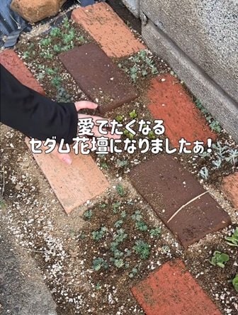 出所：＠taniku_succulents_life