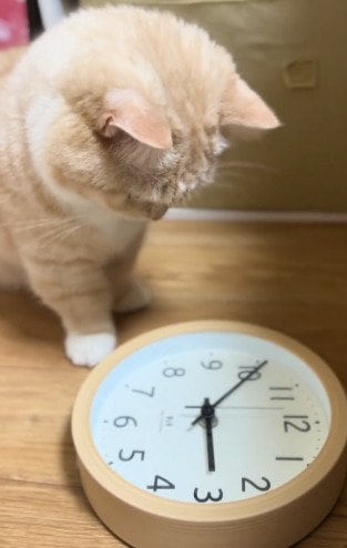 時計の針が気になりすぎる猫ちゃん！まさかの反応に「まじで可愛すぎる！」と癒される人続出　