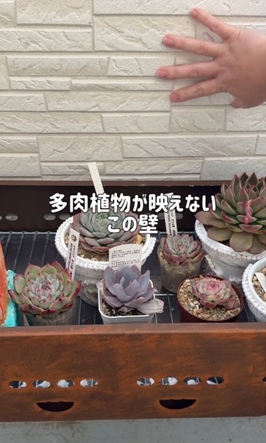 出所：＠taniku_succulents_life