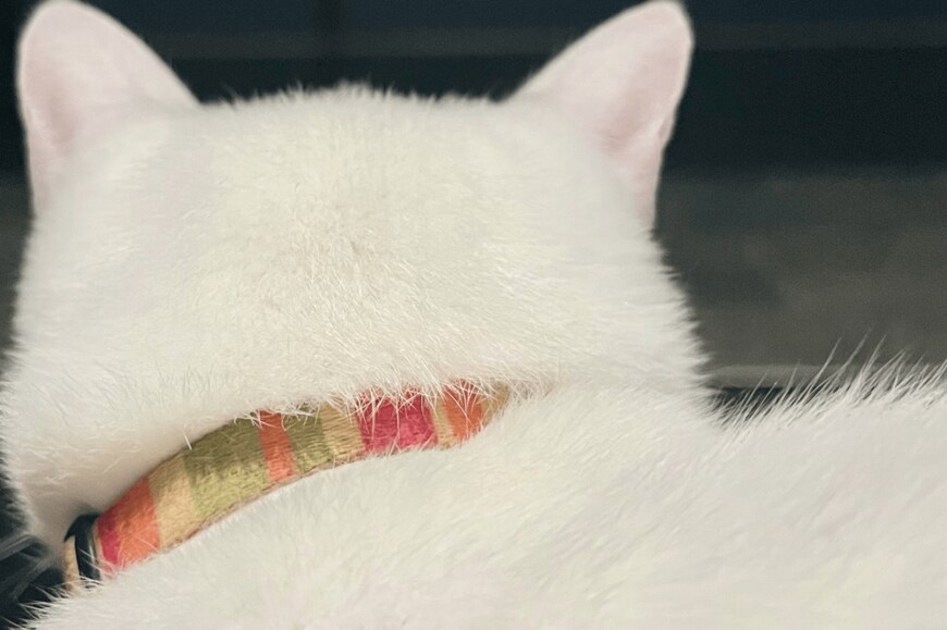 出所：＠6464prpr