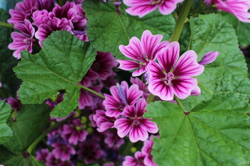 【ガーデニング】花が美しいハーブおすすめ8選！夏の庭がオシャレになる、野趣あふれる花姿がステキ 