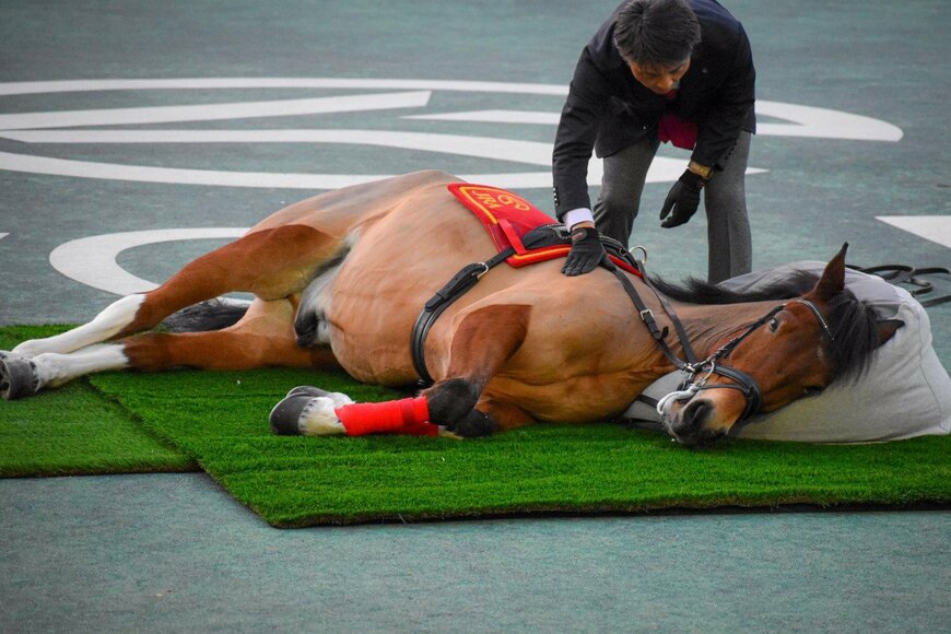 JRA・中京競馬場で撮影された「ビーズクッションでくつろぐ馬」ネットではメロメロになる人が…