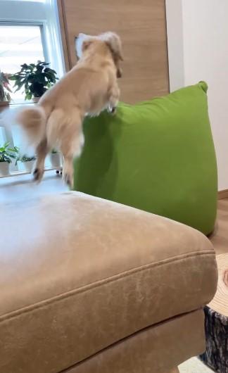 ジャンプする犬