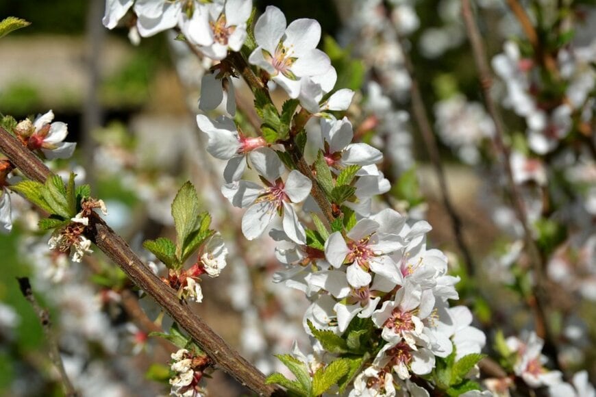 ユスラウメの白い花が満開