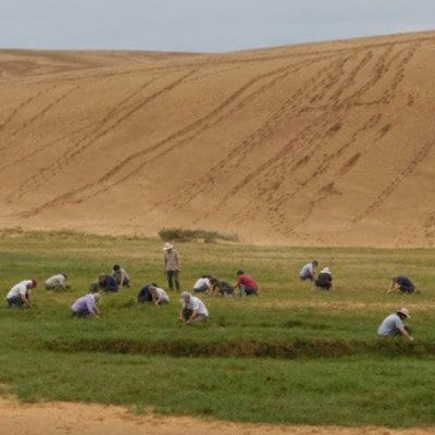 緑地化する鳥取砂丘で草取りをする人々
