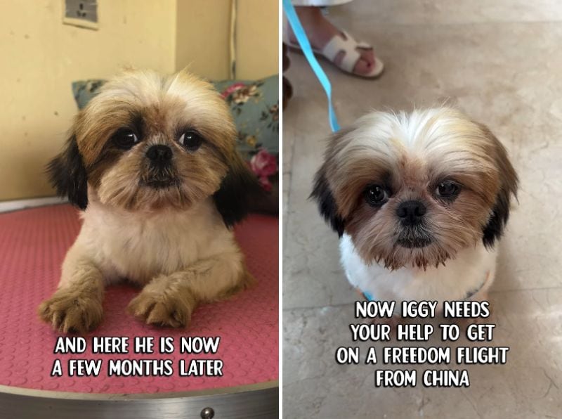 出所：<u><a href="https://www.instagram.com/p/DcgZPz3PwTj/" target="_blank">@savingharbindogs</a></u>