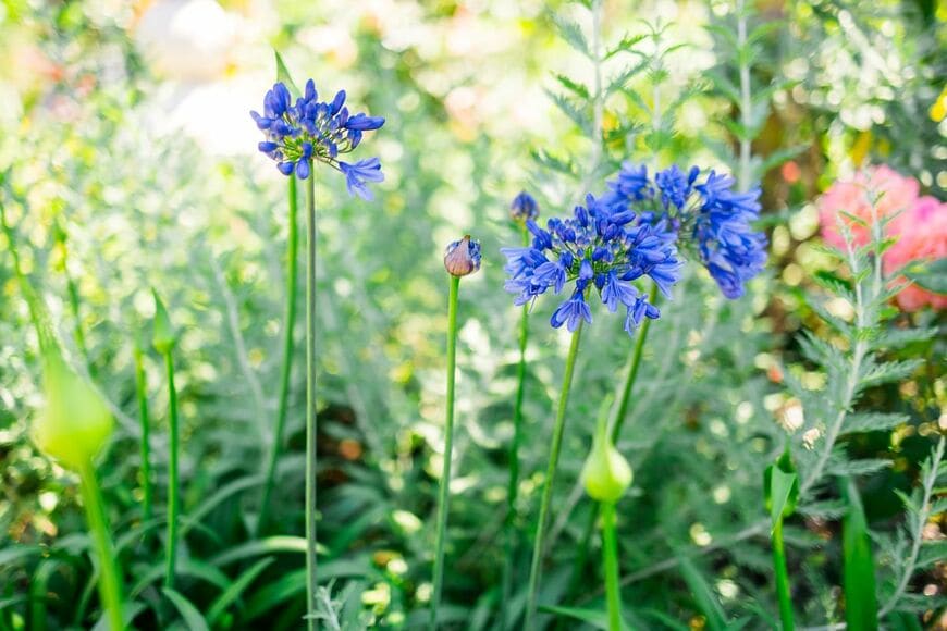 青紫の花を咲かせているアガパンサス