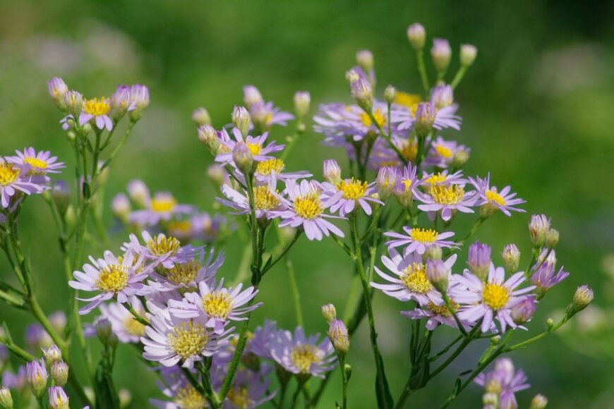 ノコンギクの花。花びらの色は薄い紫、中央部は黄色