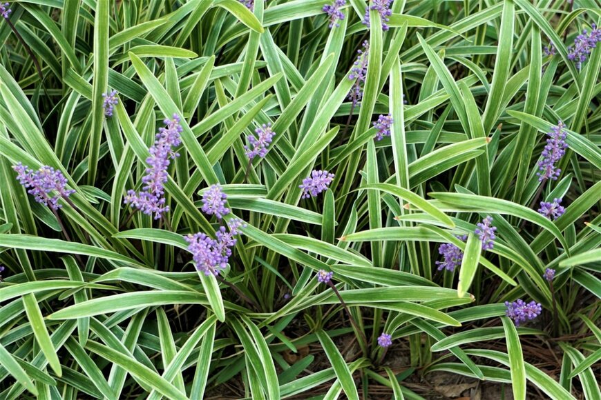 葉の縁に白い斑が入っているヤブラン。紫色の花を穂状に咲かせている