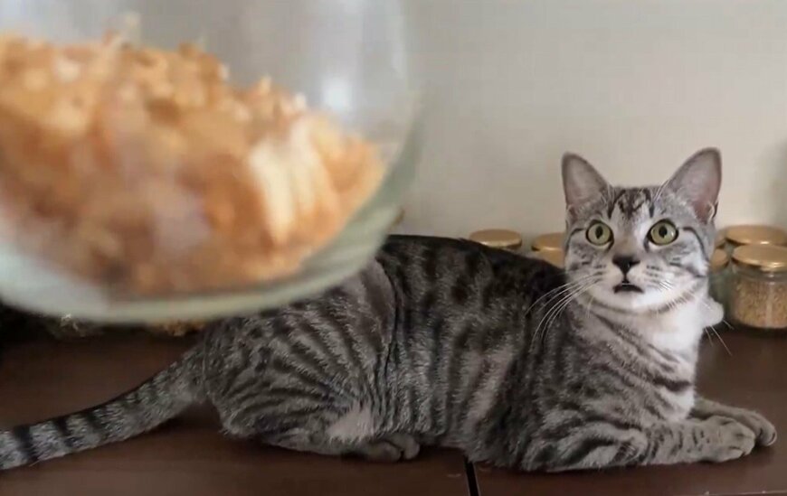 目を丸くする猫