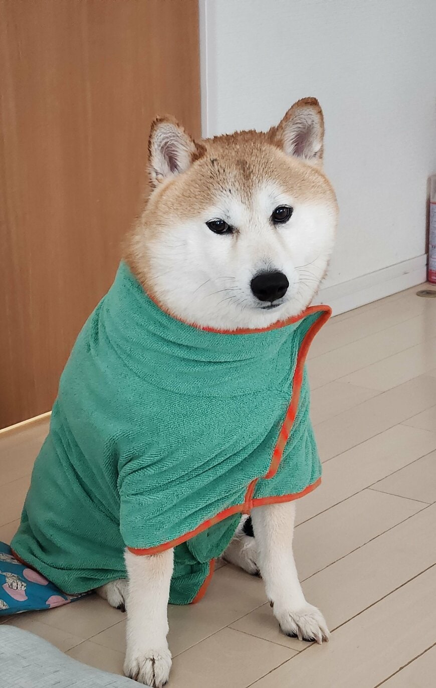 お風呂あがりの茶々丸