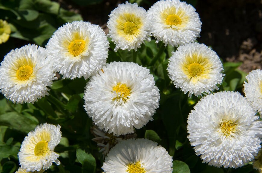 白い花を咲かせている、デージー。花の中央は黄色