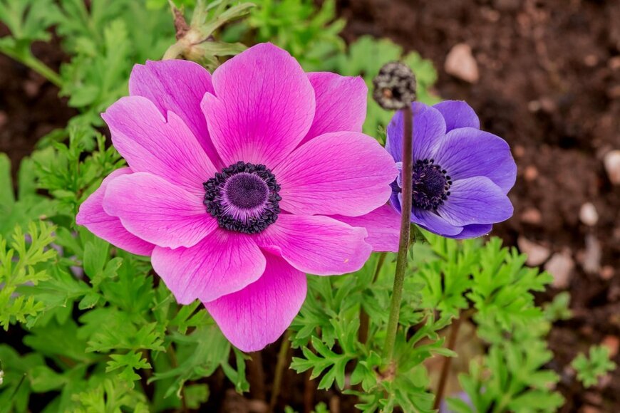 アネモネのピンクと青の花