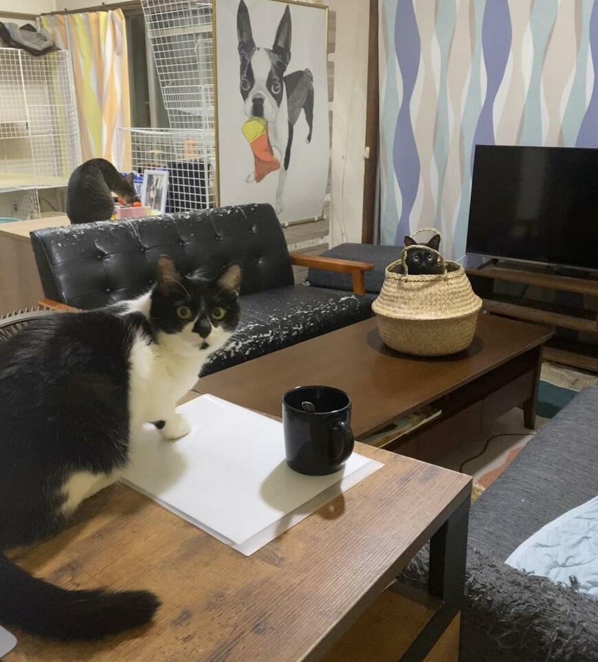 猫がいる部屋