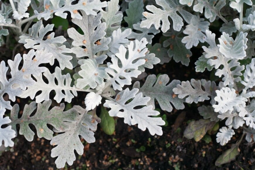 白い毛が生えたシルバーリーフが特徴の、シロタエギク