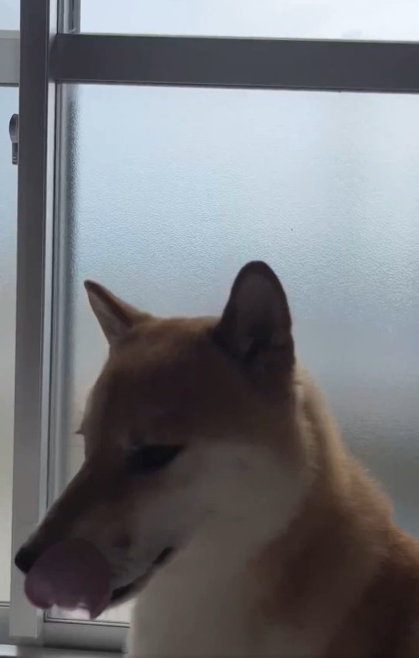 目を離せない犬