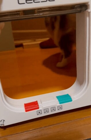 猫用の入り口と猫