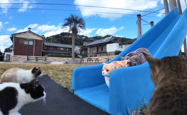 ぬいぐるみの猫を警戒する猫