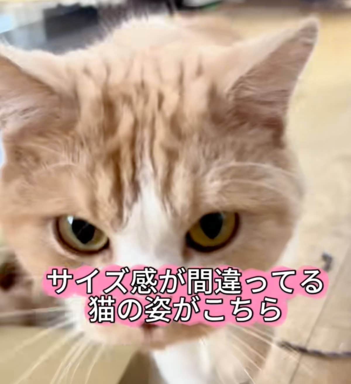 なぜ】“サイズ感が間違っている猫”がSNSで反響。「自分の体をわかっ