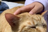 推定2歳の元保護猫さん「おじいちゃんっぽさ」が可愛いと話題