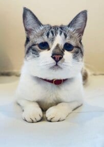 猫さんに話しかけると「健気でかわいいリアクション」に反響続出