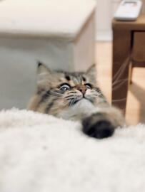 獲物を狙っていた猫　捕獲に失敗した直後の『残念顔』が想像以上に悲しそう