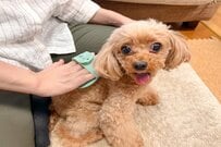 【セリア】抜け毛の季節にも「ペット用マッサージブラシ」で愛犬もうっとり