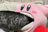 「今年もこの季節がやってきた」カービィクッションに吸い込まれる猫　SNSでは20万いいねも