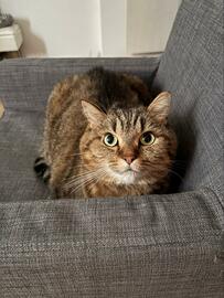 【椅子を占領する猫】真剣なお顔で「ヤダもん！」強い目力に飼い主さんもタジタジ？