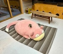 台風が接近『子猫を見て落ち着きましょう』　SNSの投稿に「癒されました」「ますます落ち着けません！」反響集まる