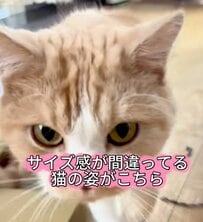 【なぜ】“サイズ感が間違っている猫”がSNSで反響。「自分の体をわかっていない」はみ出しっぷりに笑ってしまう